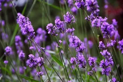 Lavanda în plantarea de origine și de îngrijire, ls