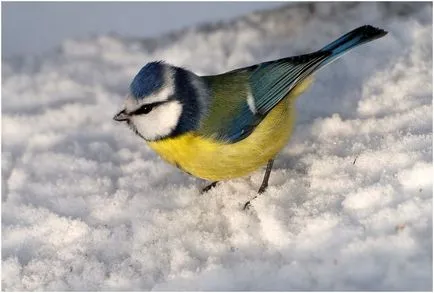 Albastru Tit, pasăre comună