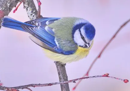 Albastru fotografie țâțe albastru TIT