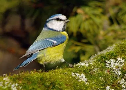 Albastru fotografie țâțe albastru TIT