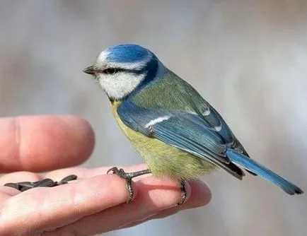 Albastru Tit, pasăre comună