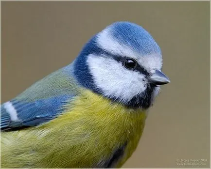 Albastru Tit, pasăre comună