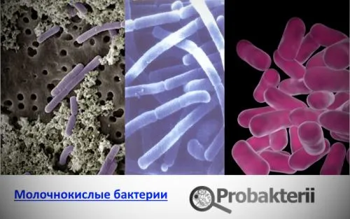 Lactococcus lactis és ceremorishoz streptococcus thermophilus, Lactobacillus acidophilus