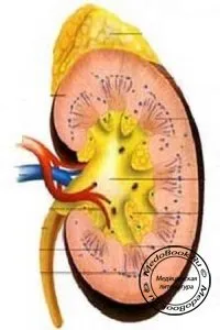 Tratamentul insuficienței renale cronice, tratamentul insuficienței renale cronice, carti medicale, carti