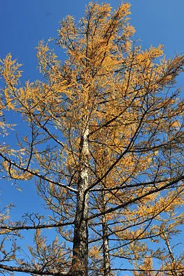 Лиственица - е широколистни или иглолистни дървета