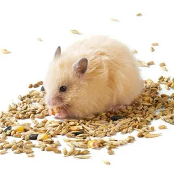 Pecingine în hamsteri, modul de a trata herpesul hamster