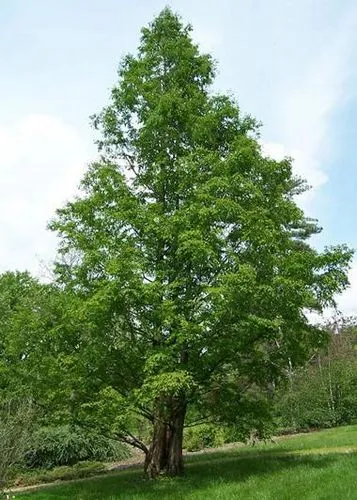 Лиственица е иглолистно дърво или широколистни дървета, консултация с лекар
