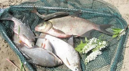 Horgászat fehér-eye eljárás finomságok
