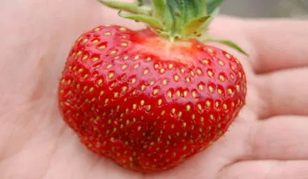Cele mai bune soiuri remontant căpșuni în Siberia