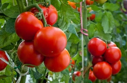 Най-добрите домати за средната лента техника селекция подходящ клас