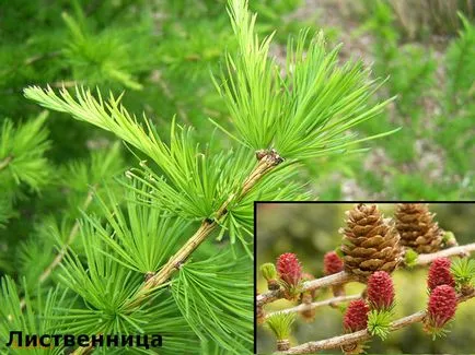 Vörösfenyő - egy lombhullató vagy tűlevelű fa