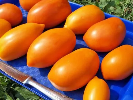 Най-добрите домати за средната лента техника селекция подходящ клас
