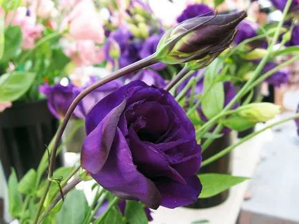 Lisianthus Russell, a titkait növekvő szobanövények