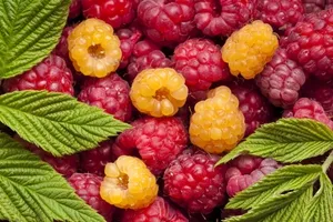 Raspberry tea és málna lekvárral megfázás és más betegségek