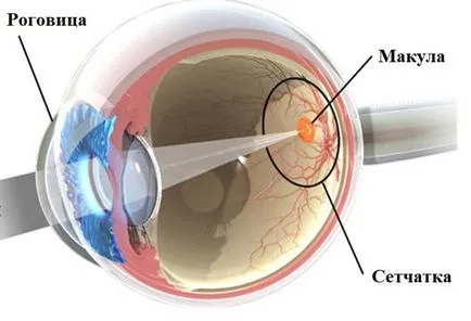 makula degeneráció a retina okoz a szem, a kezelés és a megelőzés