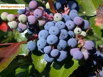 Oregon Grape oktatás termesztés és néhány előnyeit