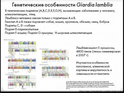 Giardia лечение и профилактика