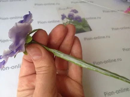 Master class privind modelarea flori de polimer - pansea