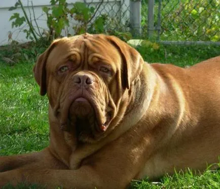 Descriere Mastiff franceză și caracteristicile rasei