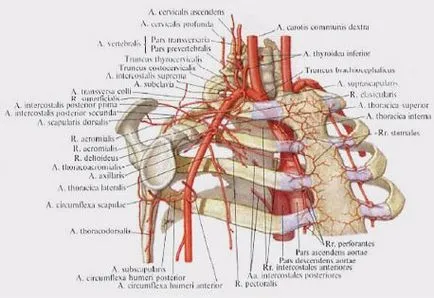 Подключични артерия стеноза - съдова хирургия