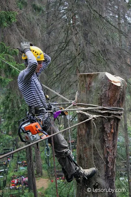 Vágja le a fa a temetőben olcsó fa eltávolítása Moszkvában