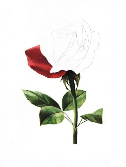 Методичен развитие на изящните изкуства (ISO) за това как да се направи една роза