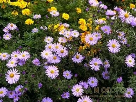 Perenă Aster - gradina toamna ornat