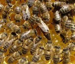 Може пчелите избират пчела майка добър