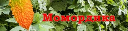 Momordica charantia vagy keserű uborka (latin:
