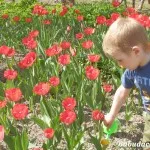 Lehetséges, hogy a növény tulipán a tavasz, Telki