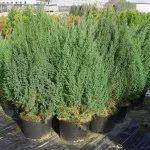 Juniperus chinensis stricta