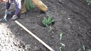 Juniperus chinensis - secretele de plantare și de stricta îngrijire