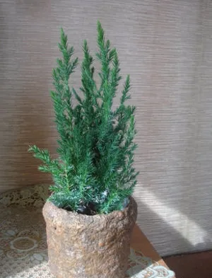 Juniperus chinensis - secretele de plantare și de stricta îngrijire