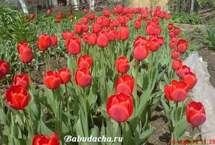 Lehetséges, hogy a növény tulipán a tavasz, Telki
