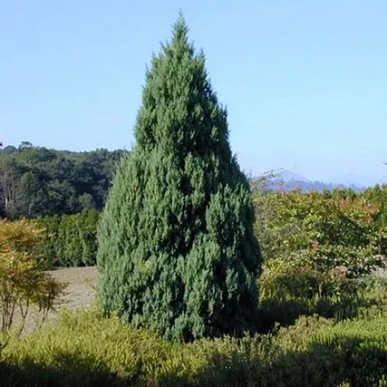 Juniperus chinensis stricta