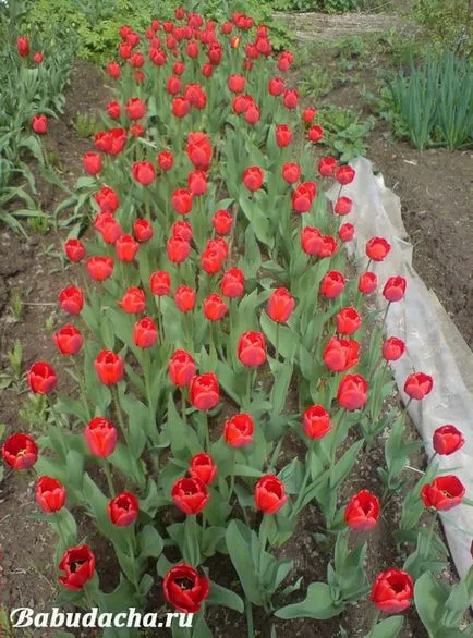 Lehetséges, hogy a növény tulipán a tavasz, Telki