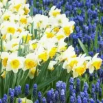 Narcissus illatanyag-összetevőként nárcisz aromák és illóolajok Amaryllidaceae