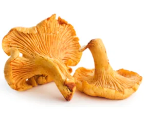 Tinktúra chanterelles vodka és alkalmazása vélemények