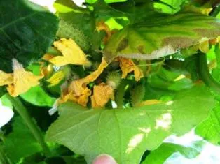 Липсата на хранителни вещества за растеж на краставица