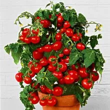 soiuri de mici cu creștere de tomate