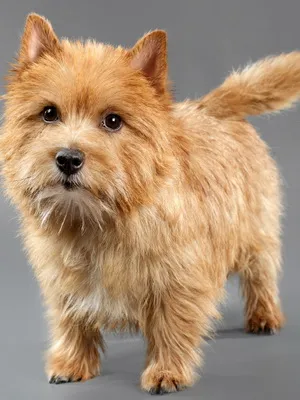 Norwich terrier kutya fajta fotó és leírás a fajta standard és karakter Norwich Terrier