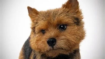 Norwich terrier fajta leírása