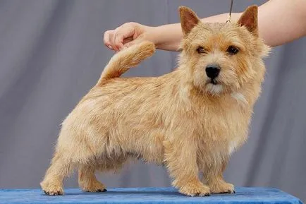 Norwich terrier fajta leírása