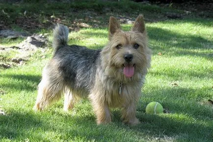 Норич териер порода куче със снимка и описание на стандарта на породата и характера Норич териер
