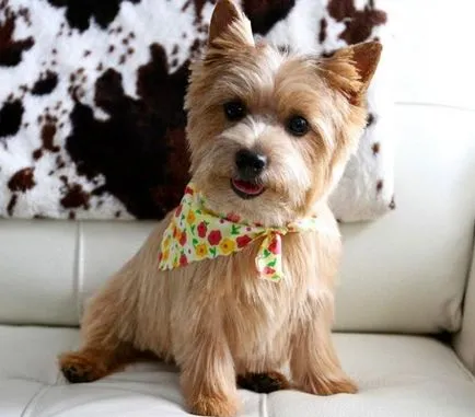 Norwich terrier fotó, leírás kutyafajták, természet, videó