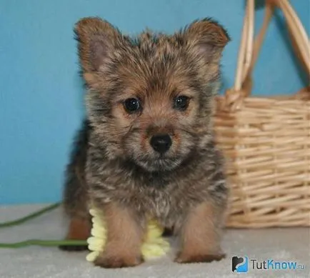 Norwich Terrier Descrierea rasa de natura, prețul de pui