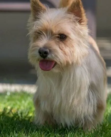 Norwich Terrier fotografie, descrierea rase de câini, natura, video