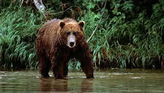 Nature Bear vadász a pályák, és az állatok dens bosszú - RIA Novosti