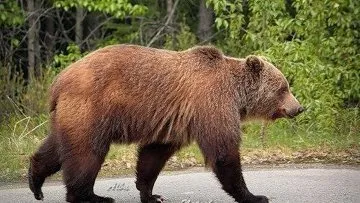 Nature Bear vadász a pályák, és az állatok dens bosszú - RIA Novosti