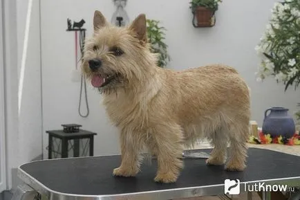 Norwich Terrier Descrierea rasa de natura, prețul de pui